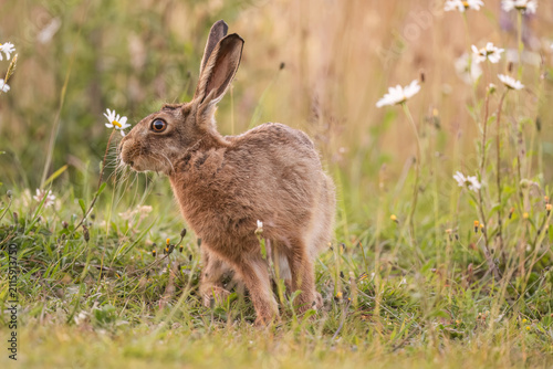Brown hare in the grass and flowers