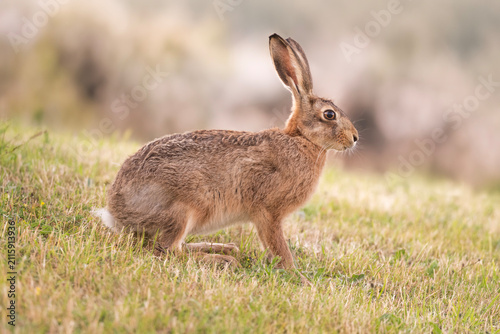 Brown hare in the grass and flowers
