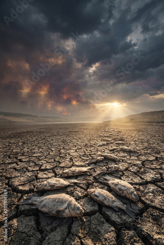 Dead fish lying on cracked earth under dramatic sky with dark clouds and sunlight breaking through, illustrating environmental impact and drought conditions