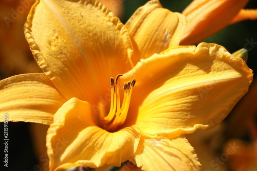 Konstfotografi Hemerocallis lilioasphodelus (lemon daylily) beautiful garden flower