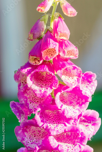 Canvastavla Flowering biennial purple pink foxglove, part of flower.