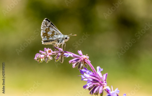 Olive-colored skipper butterfly (Pyrgus serratulae) on a flower.