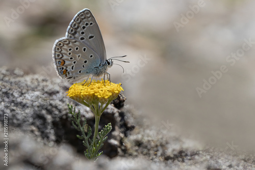 Many-eyed silver-blue butterfly (Plebejidea loewii) on yarrow plant