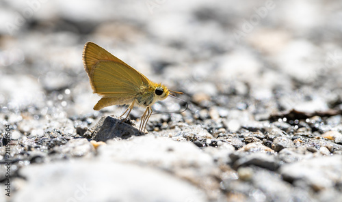 Mineral field on wet ground, Levantine Skipper (Thymelicus hyrax)