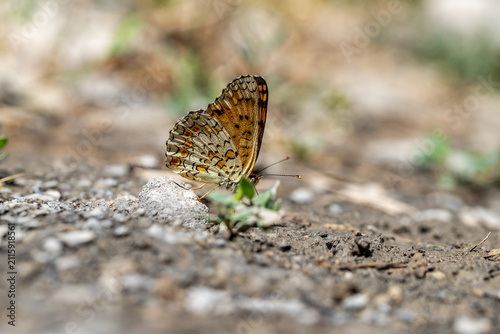 Mineral area on wet ground, Spotted Greater Iparhan (Melitaea phoebe)