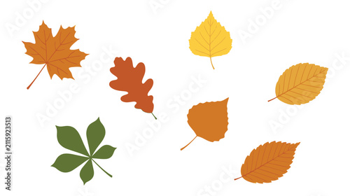 Various colorful autumn leaves isolated on white background vector