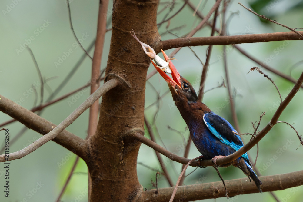 Fototapeta premium Javan Kingfisher and the frog-3.Javan kingfisher with vivid blue plumage and orange bill perched on branch, tossing captured frog into the air before swallowing, wild bird hunting behavior in forest