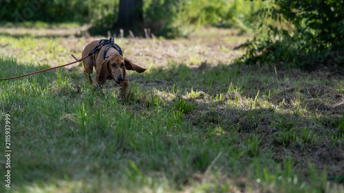 a scent hound at work outdoors, segugio italiano a pelo raso