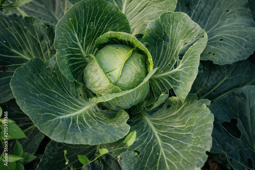 Quadro su tela Fresh green cabbage head ripening among lush leaves in an organic kitchen garden, top view close-up of homegrown vegetable in summer