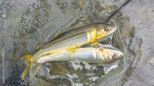 釣りたての奇麗な天然鮎