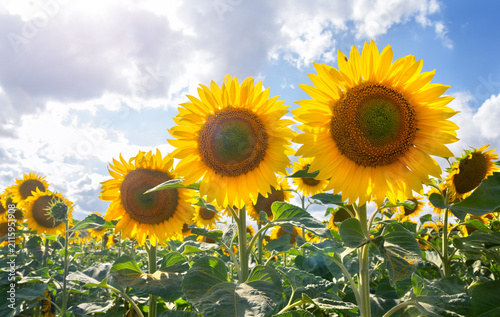 Sunflowers in a field under bright sunlight against a blue sky with white fluffy clouds