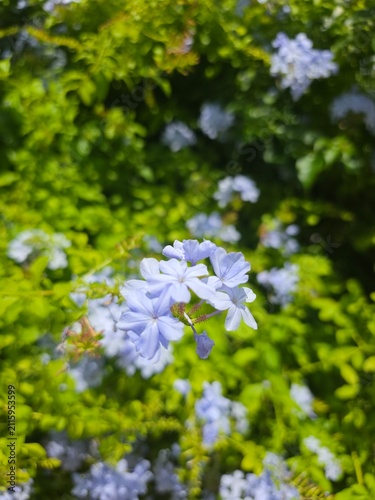 Konstfotografi Close up soft blue plumbago flowers with blurred green bokeh background