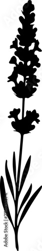 Lavender flower silhouette vector, black floral sprig icon, botanical lavender stem illustration for wedding stationery and organic branding