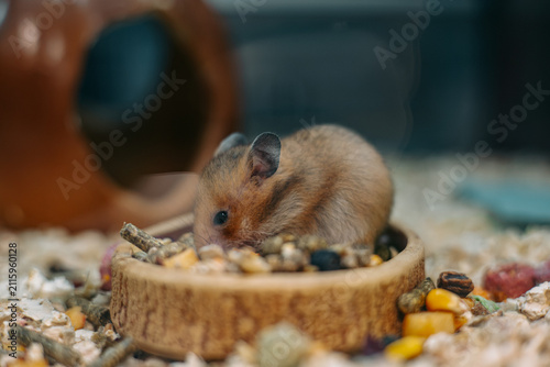 Adorable golden Syrian hamster eating a mixed seed diet from a wooden food bowl inside a cozy enclosure. Charming pet portrait representing small mammals, responsible pet care and healthy nutrition.