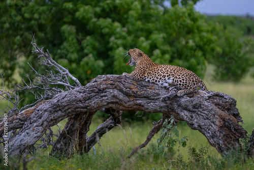 Fotografía A female leopard yawning while lying on a fallen tree in the green grassland of Mashatu's Botswana