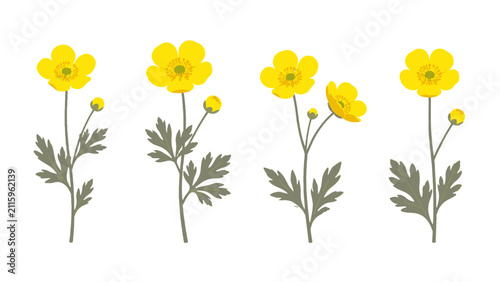 фотографія Set of yellow buttercup style flowers with stems and leaves