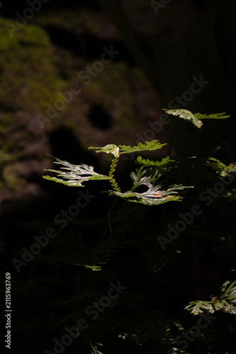 water droplets on leaf