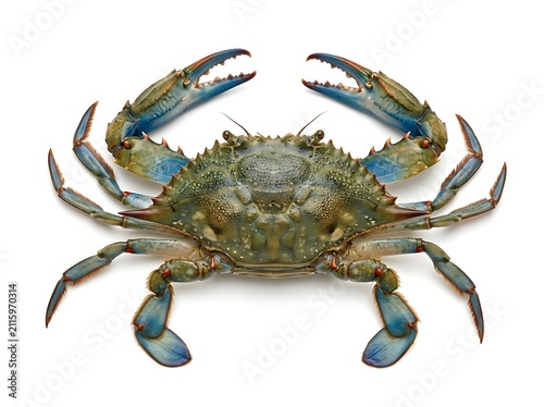 Blue crab isolated on white background