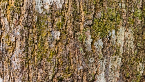 Close up detailed texture of rough brown tree bark with patches of green moss and light grey lichen