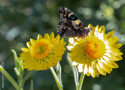 Butterfly pollinating native Australian flower
