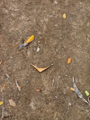 Close up of dry fallen leaves scattered on rough brown soil ground with small pebbles and twigs