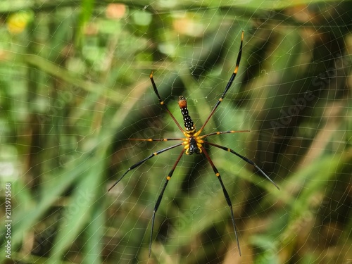 Close-up of a large, colorful golden silk spider with black and yellow legs perched on its intricate web in a green natural environment