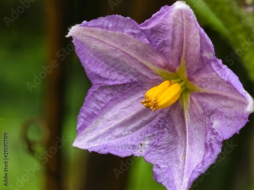 Canvastavla Close-up of a vibrant purple star-shaped flower with detailed petals and a promi