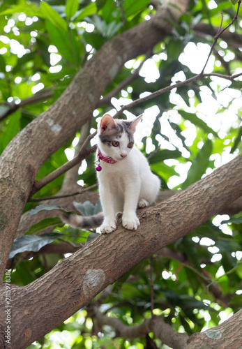 Cute young cat wearing a pink collar sitting perched high on a large tree branch in the garden looking down with a curious gazing.