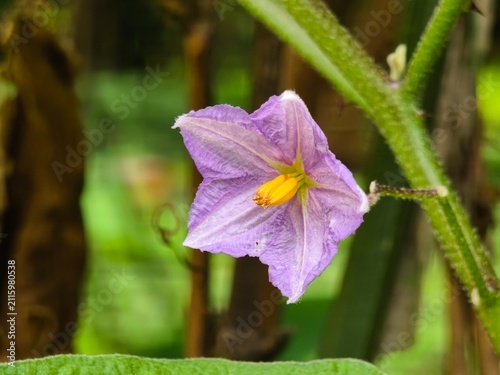 Delicate light purple star-shaped flower with yellow center and green leaves in soft focus background