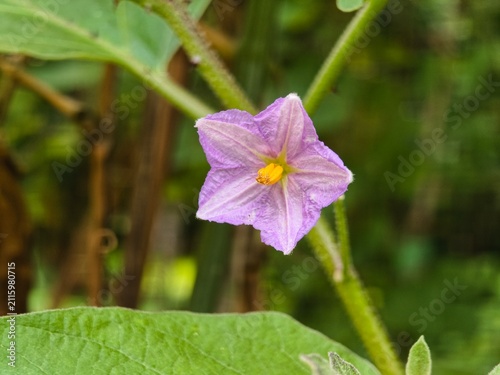 Delicate light purple star-shaped flower with yellow center and green leaves in soft focus background
