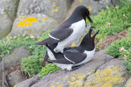 Quadro su tela Razorbills mating on a rock