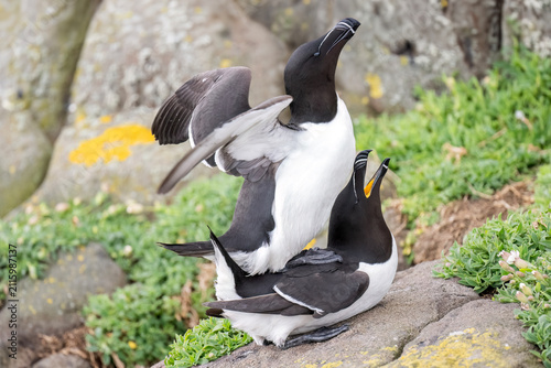 Cuadro en lienzo Razorbills mating on a rock