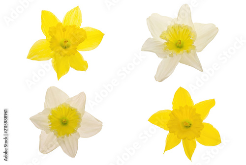 Bild auf Leinwand Yellow and White Daffodil Blooms in a Grid Arrangement
