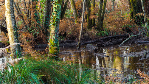 Forêt de chênes, autour d'un lac