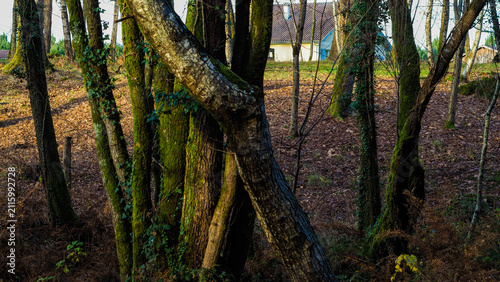 Forêt de chênes, autour d'un lac