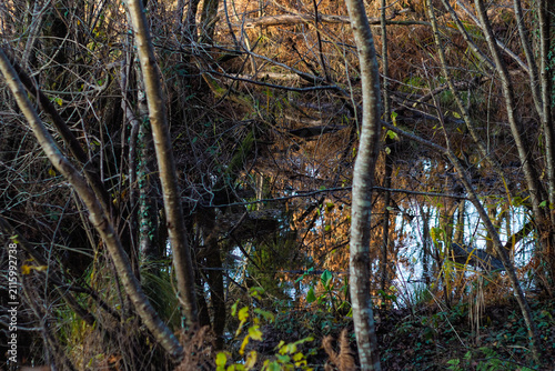 Forêt de chênes, autour d'un lac