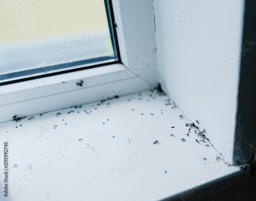 Small ants infesting white window sill indoors. Unwanted pests crawling near bait to eliminate infestation. Concerning unhygienic scene requiring urgent pest control at home.