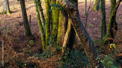 Forêt de chênes, autour d'un lac