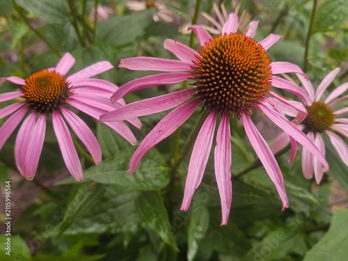 pink cosmos flower, Echinacea