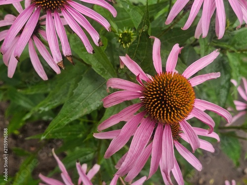 close up of a flower, Echinacea