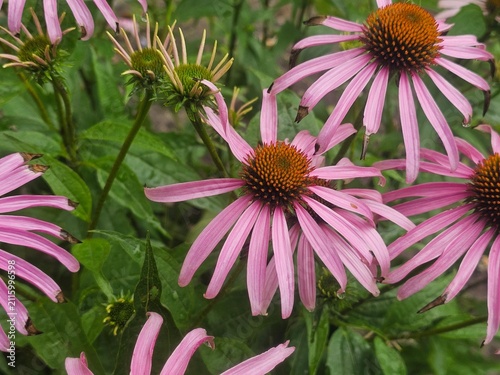pink flowers in the garden, Echinacea
