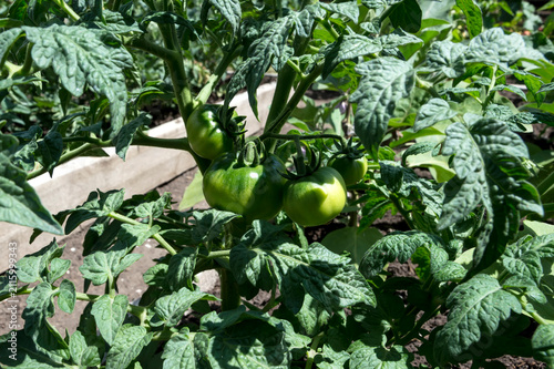 A bush of growing tomatoes in a garden bed.