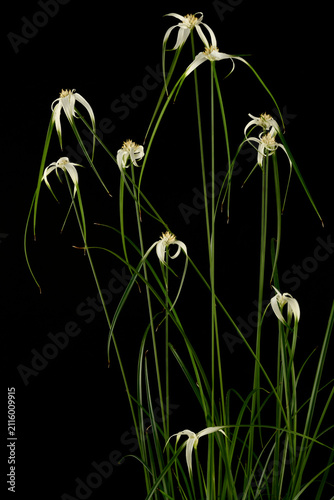 Bild auf Leinwand White flowers of Rhynchospora colorata, white-topped sedg