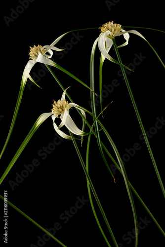 Fotografía White flowers of Rhynchospora colorata, white-topped sedg
