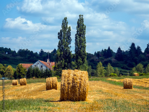 Foto lesce