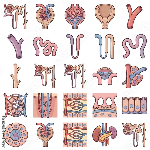 A comprehensive set of cartoon illustrations depicting various components of the human urinary system, including nephrons, glomeruli, renal tubules, and kidney cross-sections.