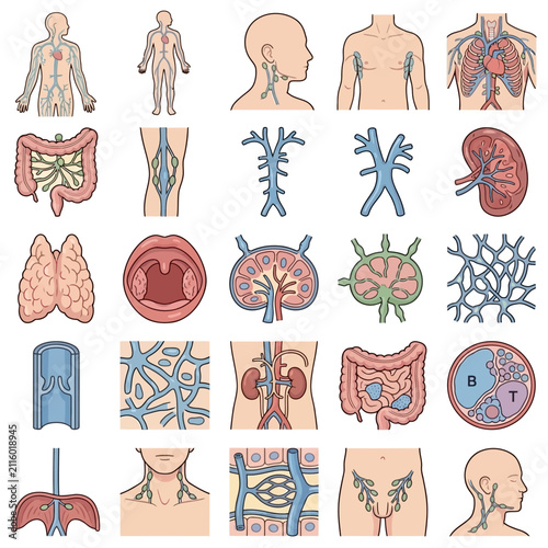 Detailed illustrations of the human lymphatic system, lymph nodes, and various internal organs for medical and biological study.