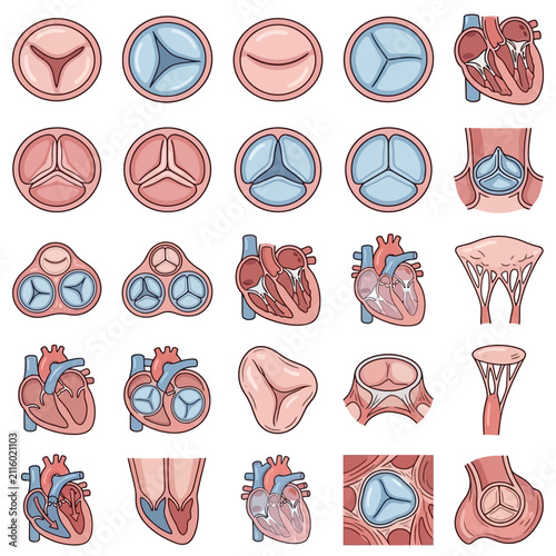 Comprehensive anatomical illustrations of human heart valves and cardiac structures in various views.