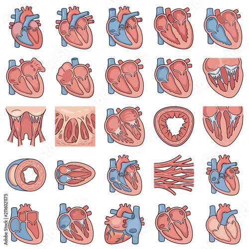 Comprehensive anatomical illustrations of the human heart and its internal structures.