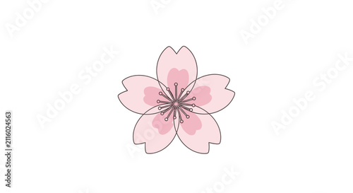 Pink Cherry Blossom Flower Illustration